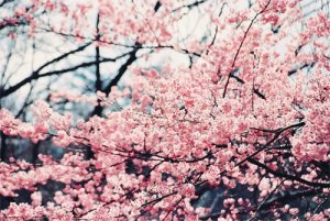 beautiful-cherry-blossoms-flower-flowers-Favim.com-488890